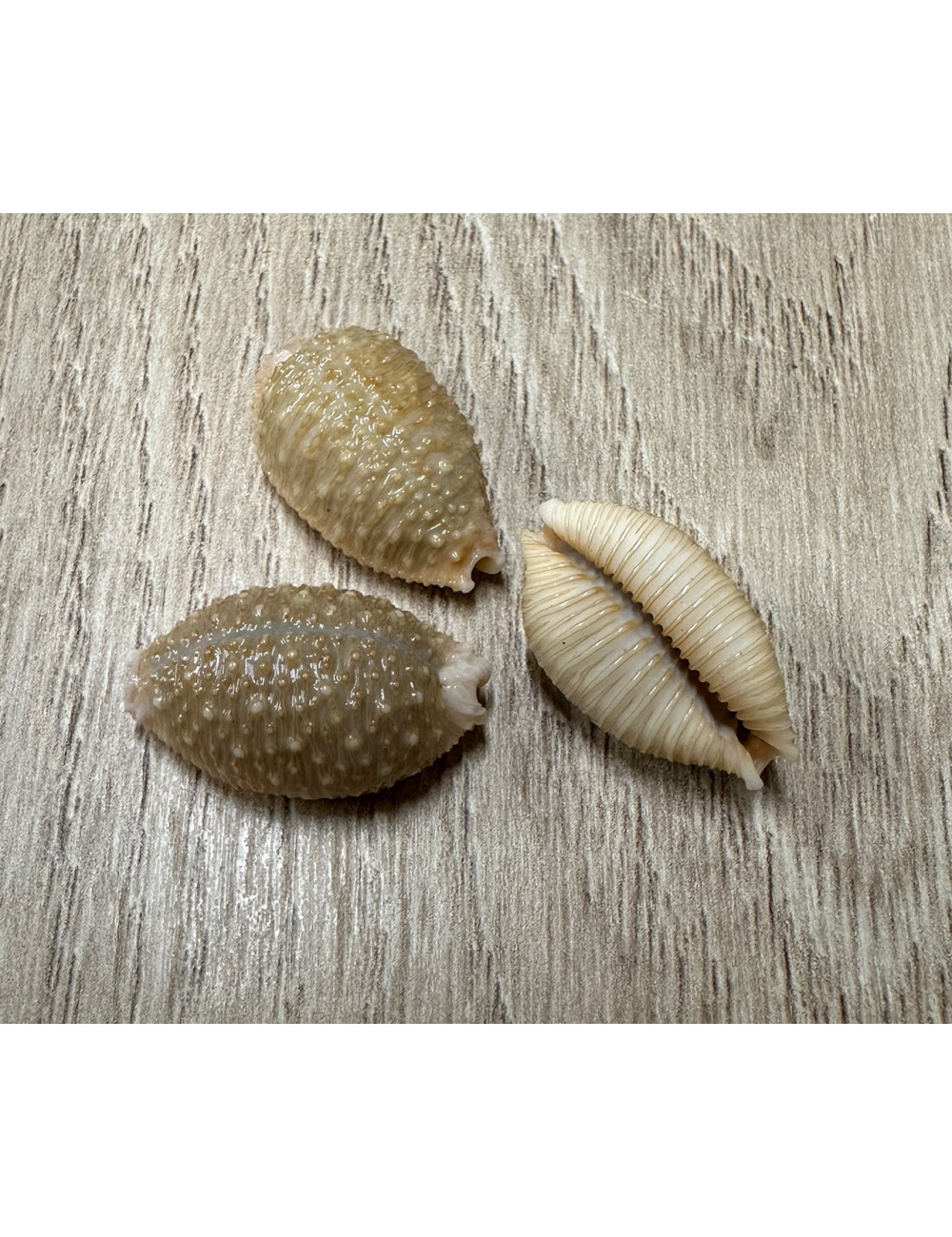 Cypraea nucleus 2-2,5cm (lot de 3)