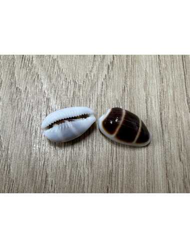 Palmadusta asellus 1,5-2cm (lot de 2)