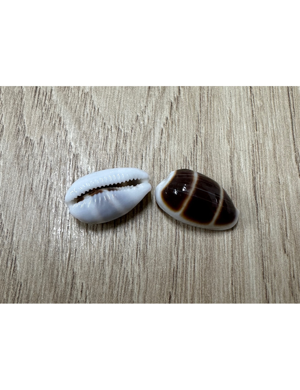 Palmadusta asellus 1,5-2cm (lot de 2)