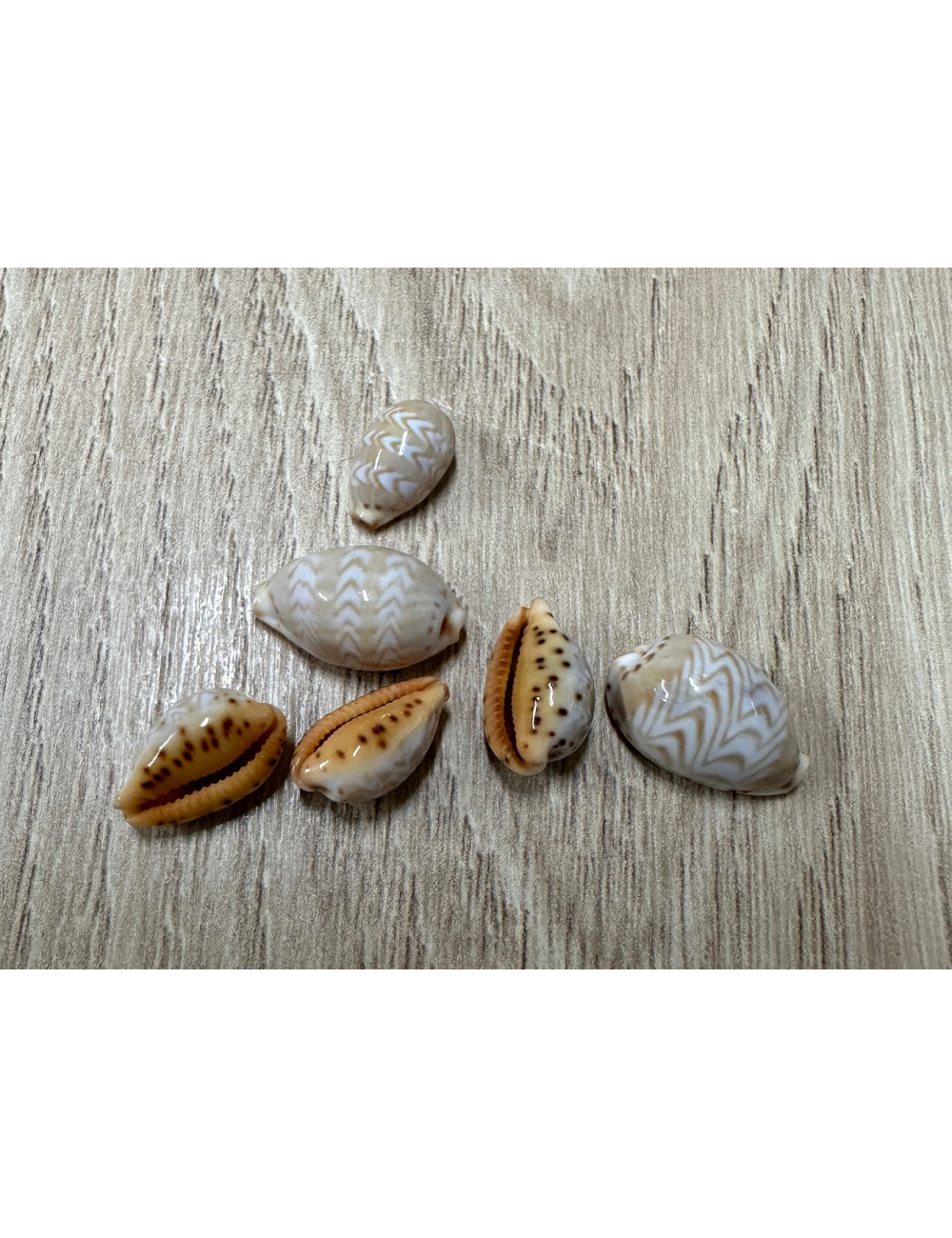 Cypraea ziczac undata 1-1.5cm (lot de 6)