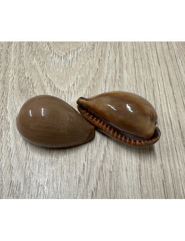 Cypraea exusta 2.5-4cm (lot de 2)