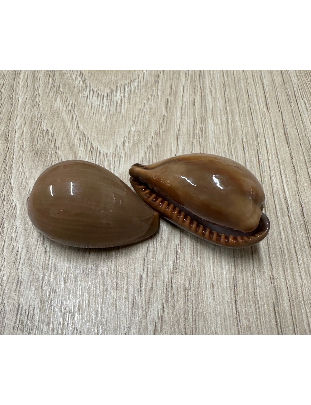 Cypraea exusta 2.5-4cm (lot de 2)