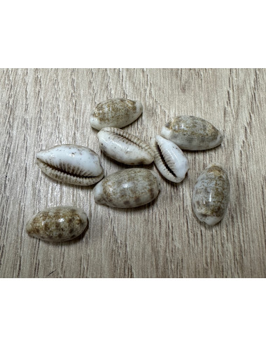 Cypraea pallidula 1-2cm (lot de 6)