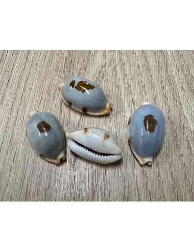 Cypraea stolida 2-3cm (lot de 6)