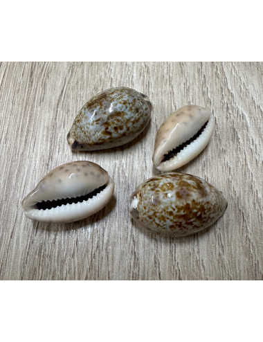 Cypraea robertsi 2-2,5cm (lot de 3)