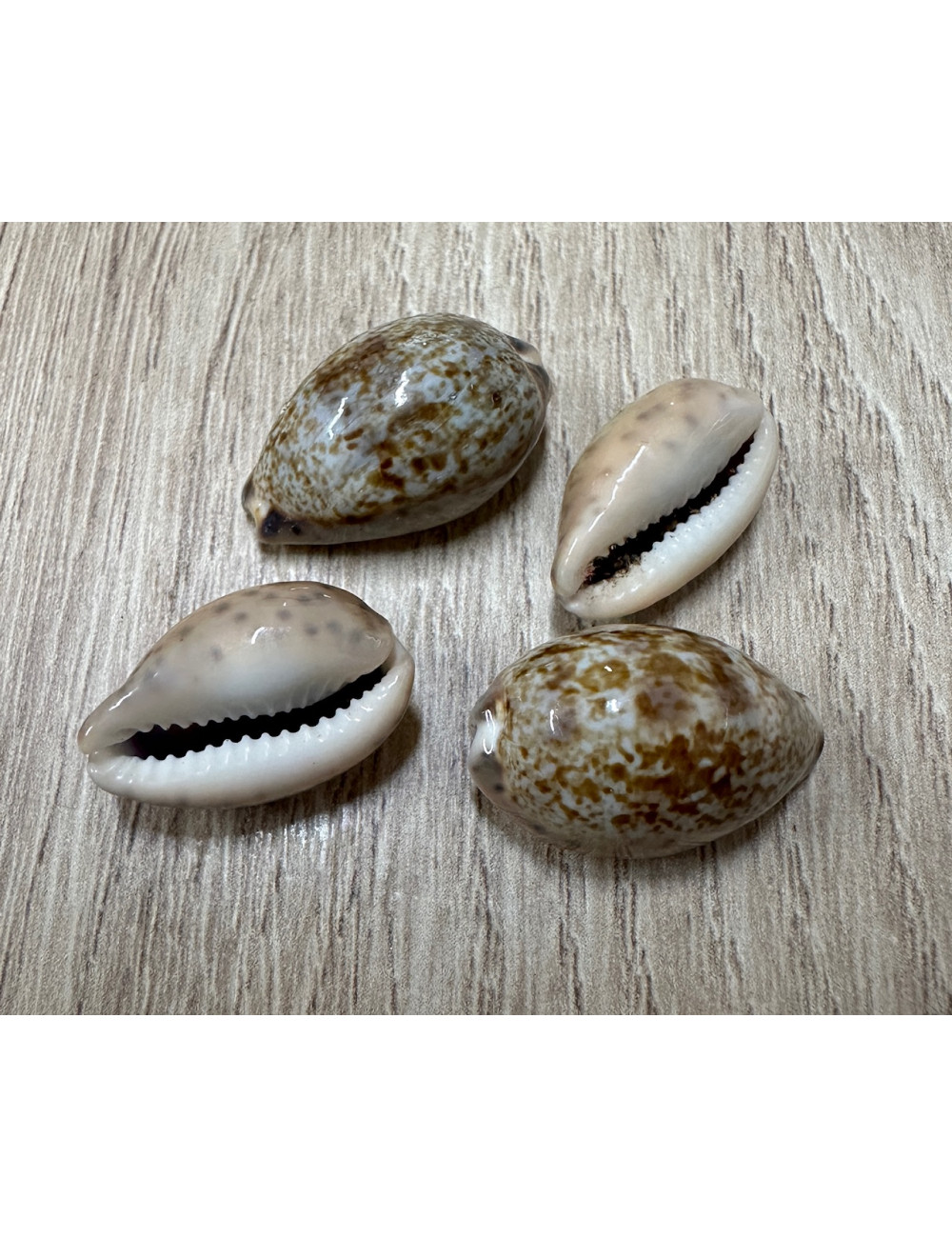 Cypraea robertsi 2-2,5cm (lot de 3)