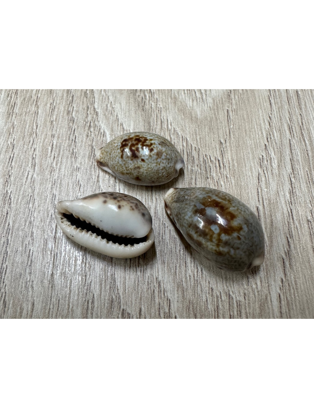 Cypraea pallida 2,5-2,8cm (lot de 3)