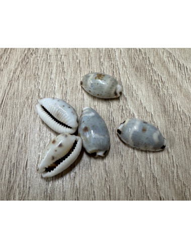 Cypraea kieneri 1-2cm (lot de 3)