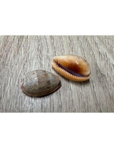 Cypraea bregeriana 2cm (lot de 2)