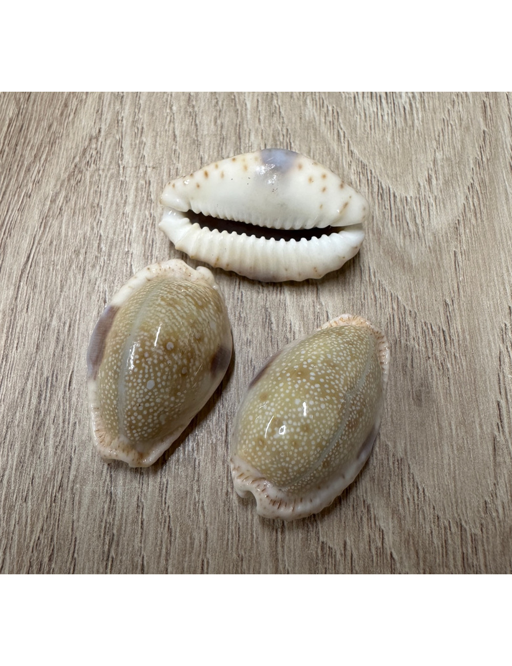 Cypraea érosaria 3-3,5cm (lot de 3)