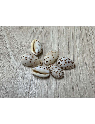 Cypraea punctata 1,2-1,5cm (lot de 2)