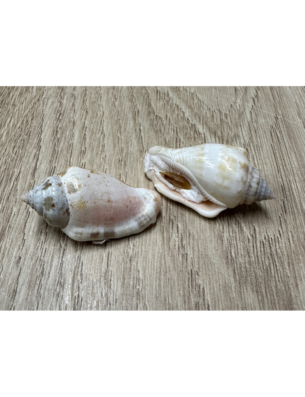 Strombus mutabilis 33-36mm avec opercule