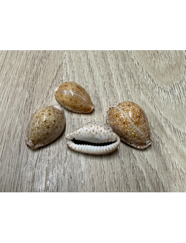 Cypraea ocellata 2.5/3cm (lot de 3)