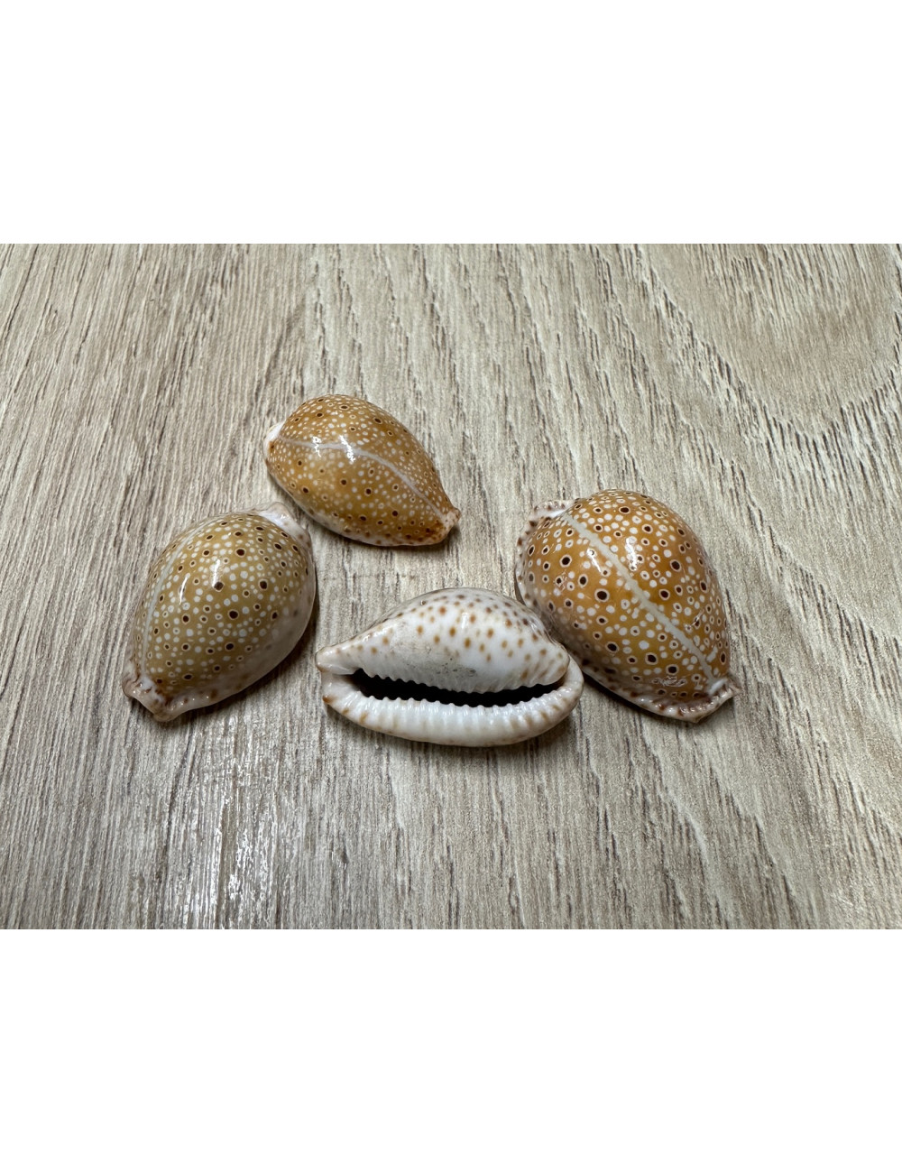 Cypraea ocellata 2.5/3cm (lot de 3)