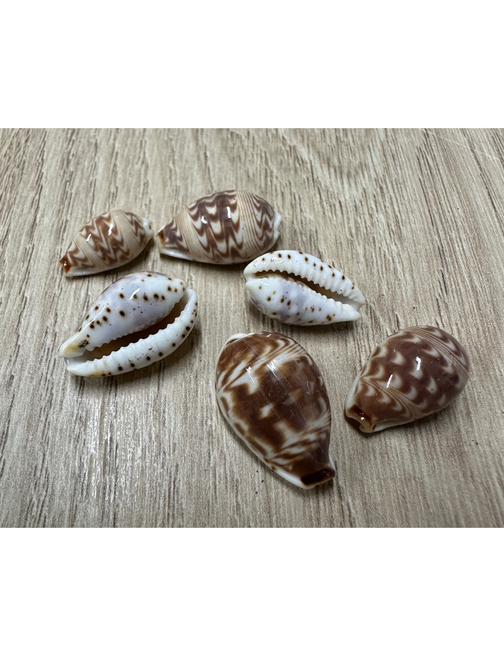 Cypraea ziczac 1,5-2,5cm (lot de 2)