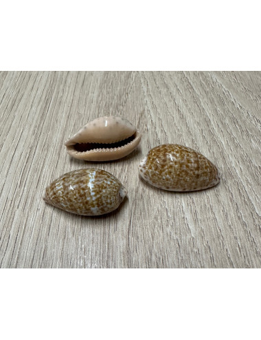 Cypraea annetta 3-3,5cm (lot de 3)