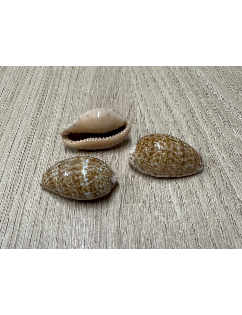 Cypraea annetta 3-3,5cm (lot de 3)