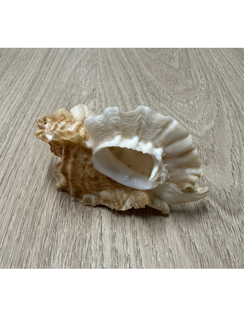 Murex foliatum 7-8cm