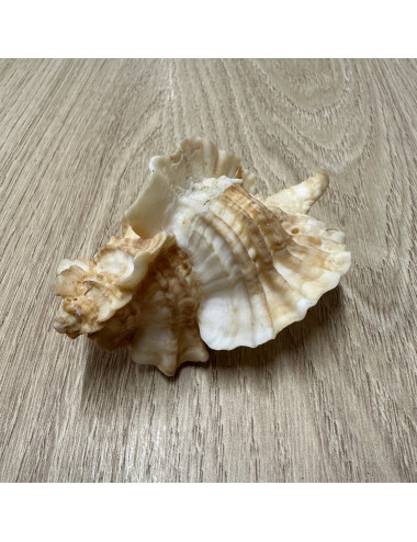 Murex foliatum 7-8cm