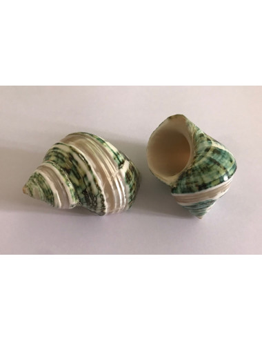 Turbo vert bandes nacrées 5/6cm