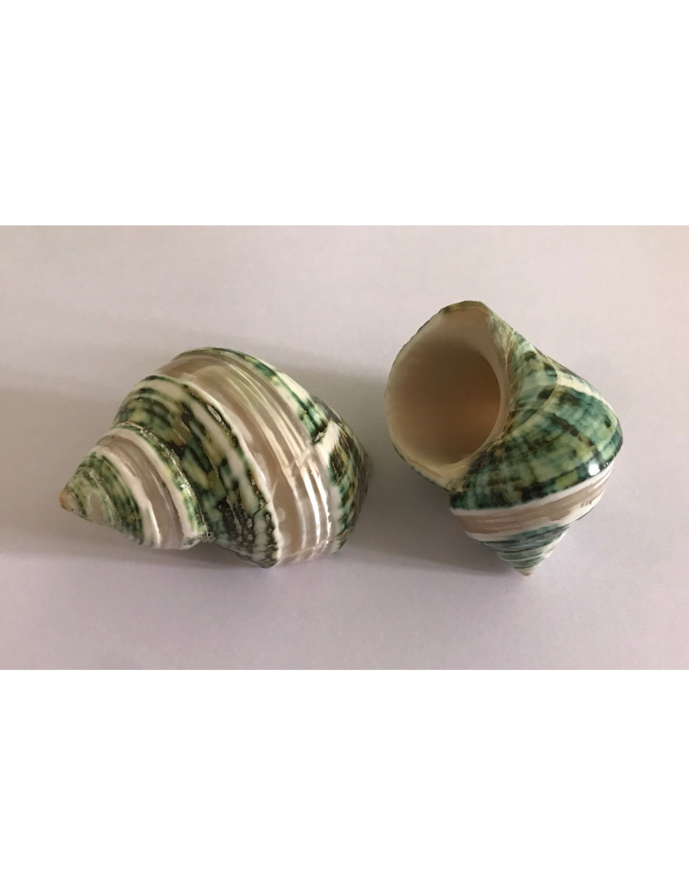 Turbo vert bandes nacrées 5/6cm
