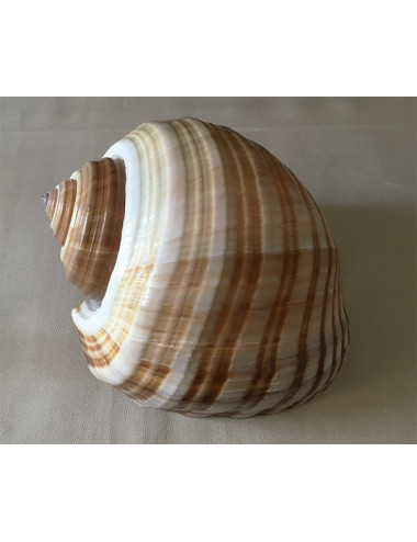 Tonna galea (cepa) 22/24cm