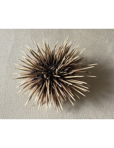 Oursin commun 6/7cm