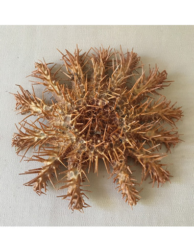 Etoile acanthaster 16/20cm