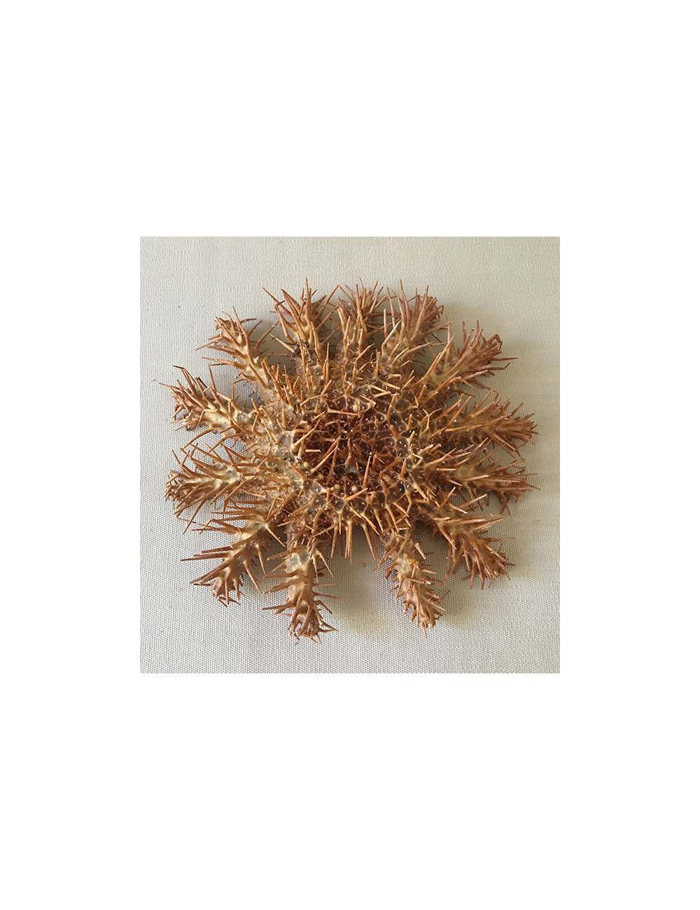 Etoile acanthaster 16/20cm