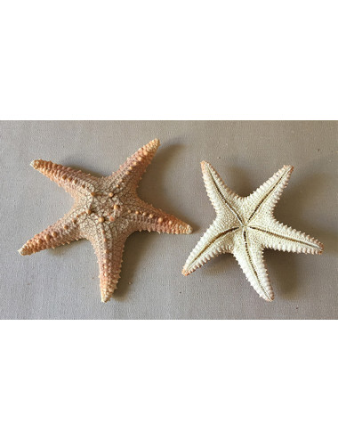 Etoile de mer pointe rouge 12/15cm
