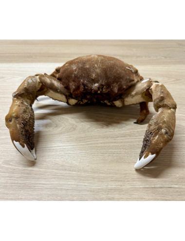 Crabe dromia 20/26cm