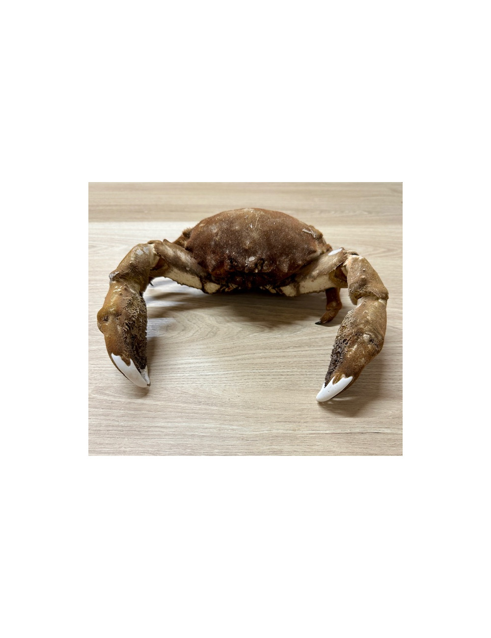 Crabe dromia 23/26cm