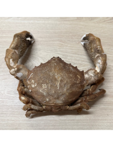 Crabe dromia 20/26cm