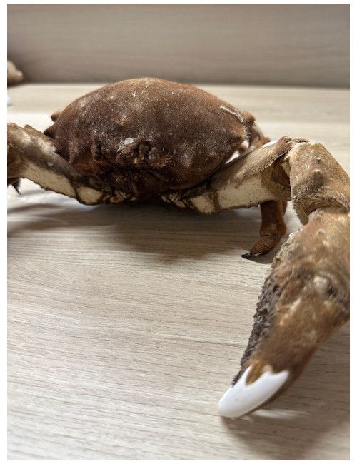 Crabe dromia 23/26cm