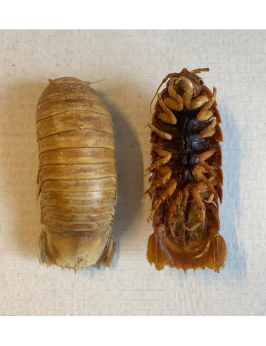 Isopode cirolanidae 10-13cm