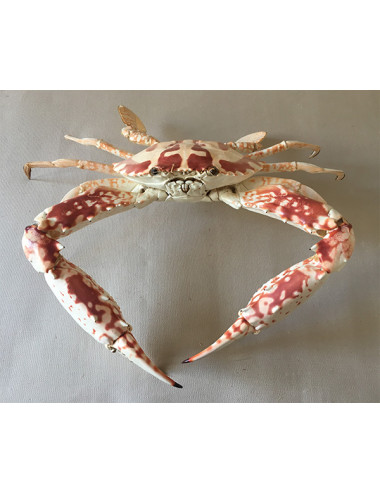 Crabe San Francisco (Calinectes Sapidus) 39/42cm