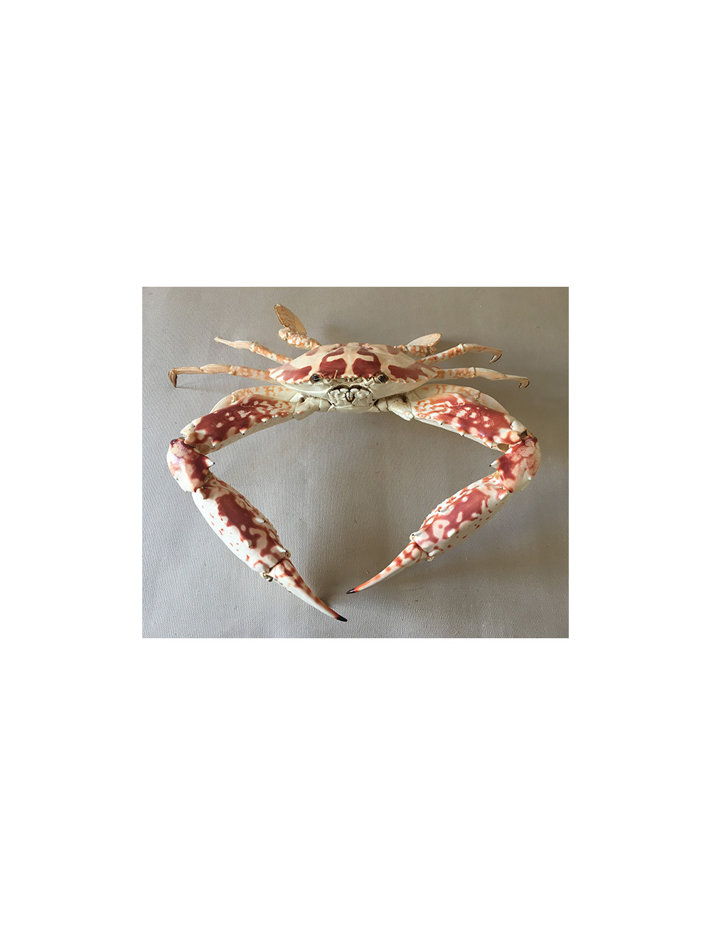 Crabe San Francisco (Calinectes Sapidus) 39/42cm