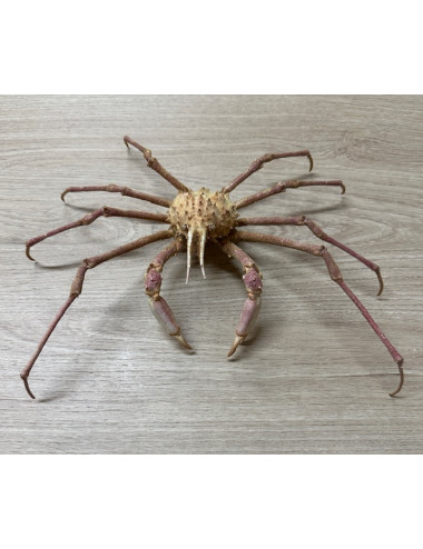 King crab 25/28cm