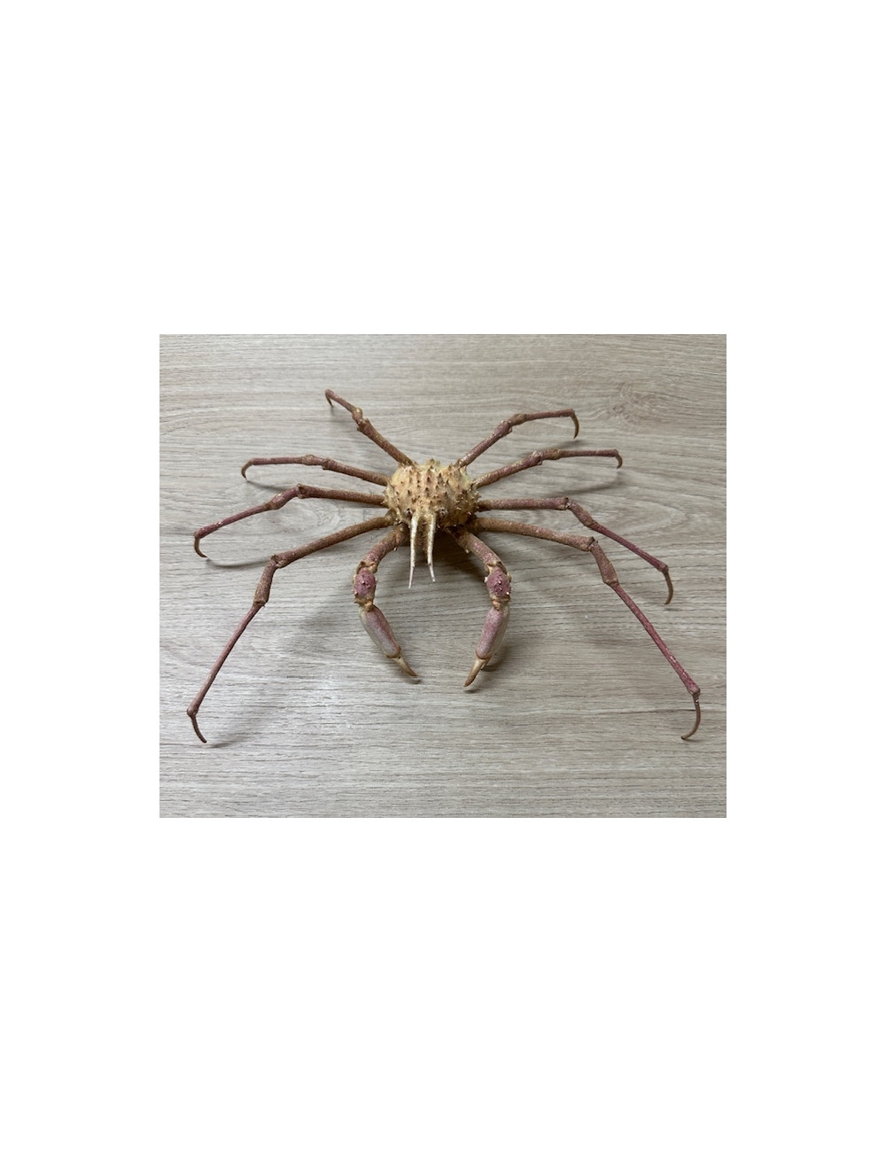 King crab 25/28cm