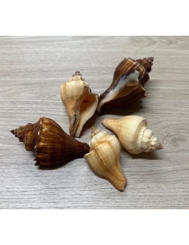 Hemifusus pugilinus 6,5/8,5cm au kilo