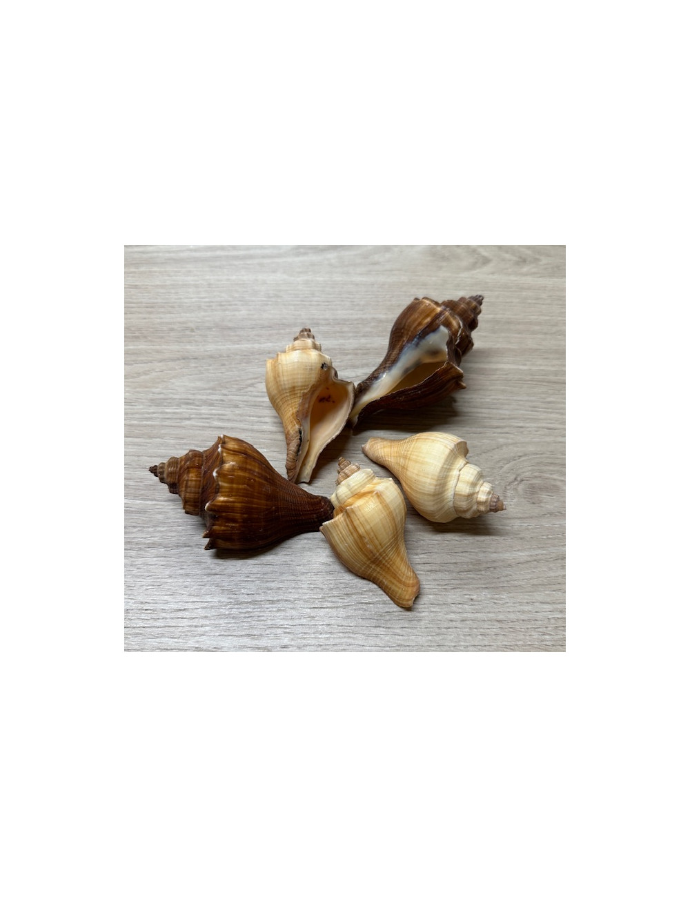 Hemifusus pugilinus 6,5/8,5cm au kilo