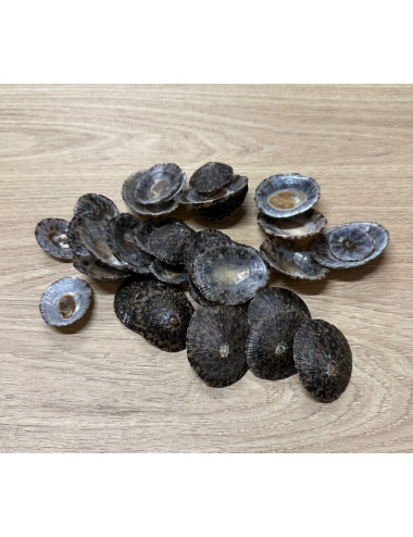 Patelle 3/4,5 cm (au kilo)