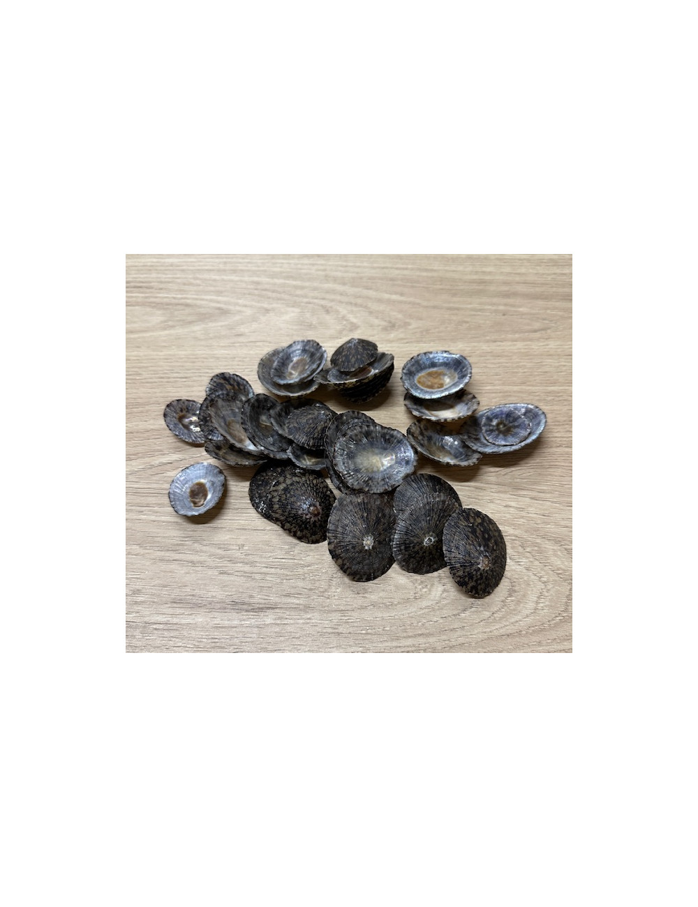 Patelle 3/4,5 cm (au kilo)