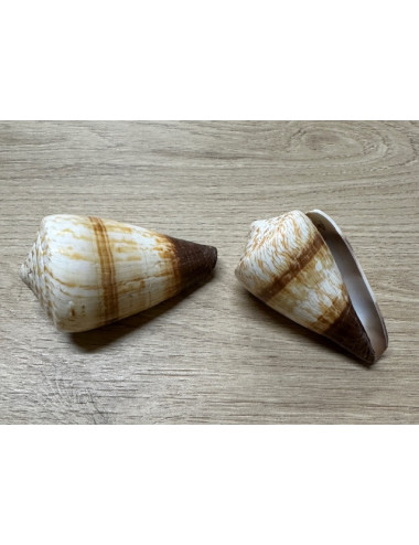 Conus miles 6.5/8.5cm