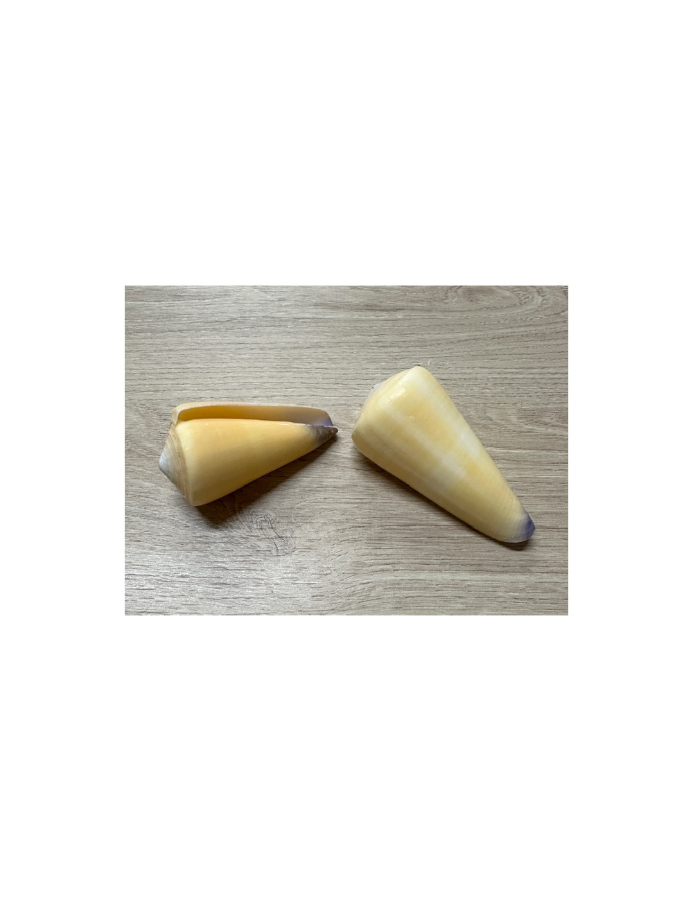 Conus virgo 8/10cm