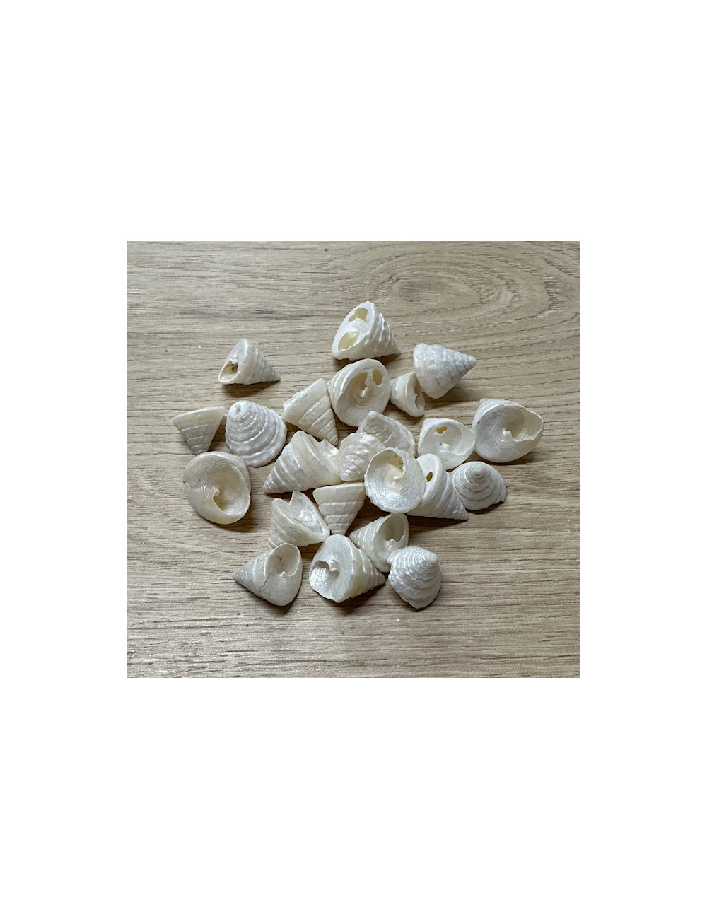 Trocha nacré 1.5/2.5cm vendu au kilo