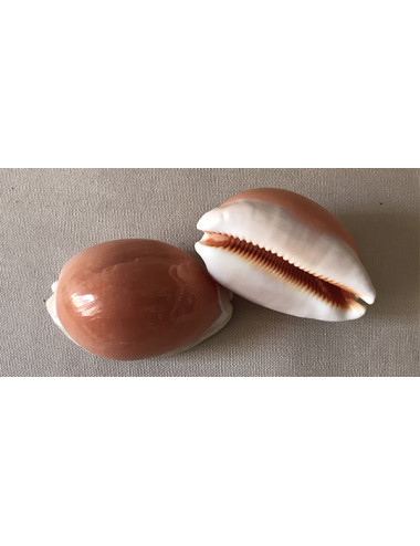 Cypraea Aurentium 8/9cm