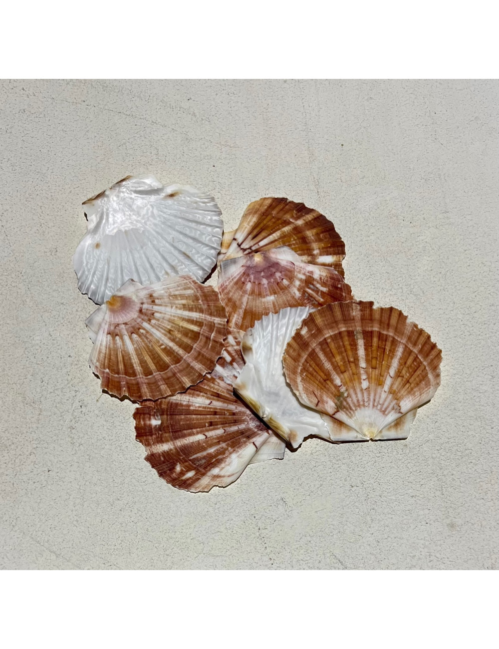 Pecten larges rosés 8/12cm au kilo
