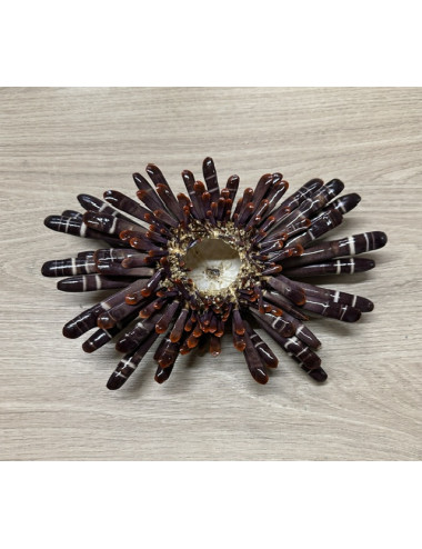Oursin crayon 17/24cm