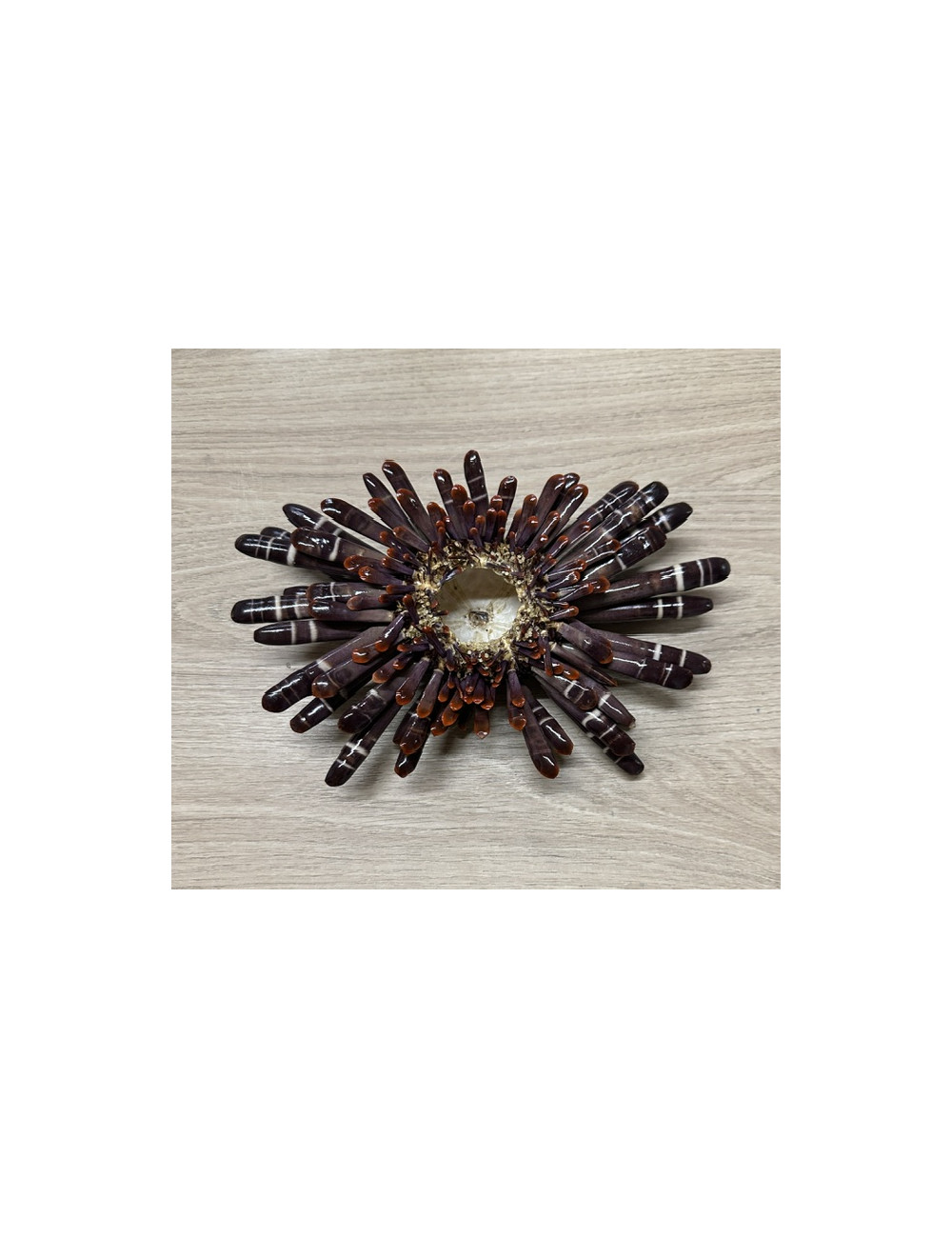 Oursin crayon 17/24cm